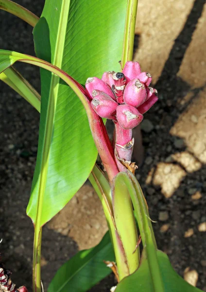 Bananenpflanze mit kleinen Bananen — Stockfoto