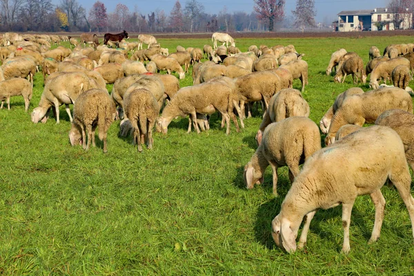 Schafherde weidet auf der Weide — Stockfoto
