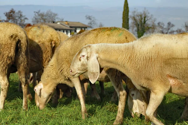 大きな羊の群れの羊 — ストック写真