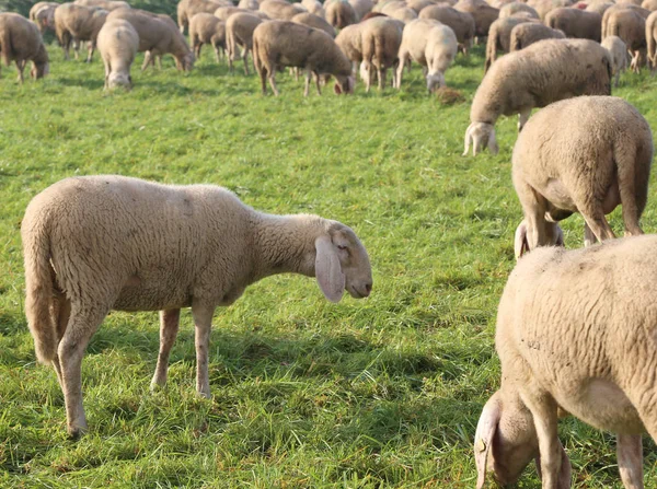 Hrnou s mnoha ovce pasoucí se na louce — Stock fotografie