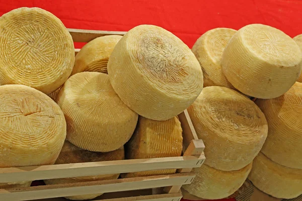Rodas de queijo chamado Caciotta em língua italiana — Fotografia de Stock