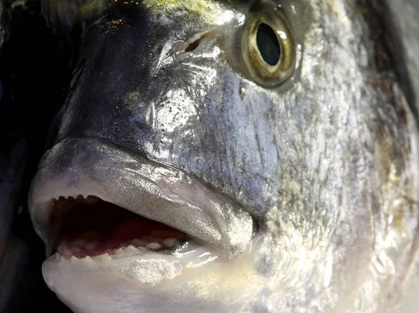 Fish bream with mouth wide open and the eye