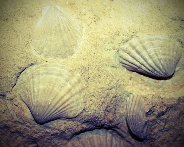 Fossilerat snäckskal inbäddade i berget — Stockfoto