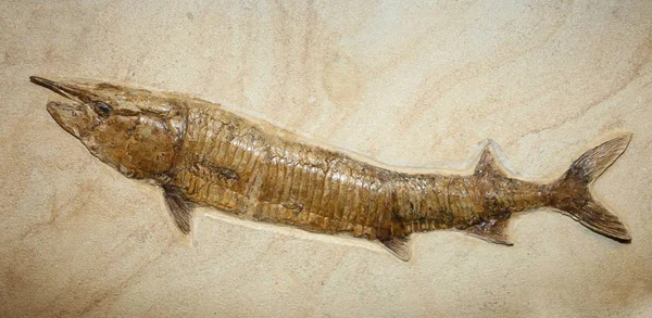 Окаменелости крупной рыбы застряли в скале на миллионы лет — стоковое фото