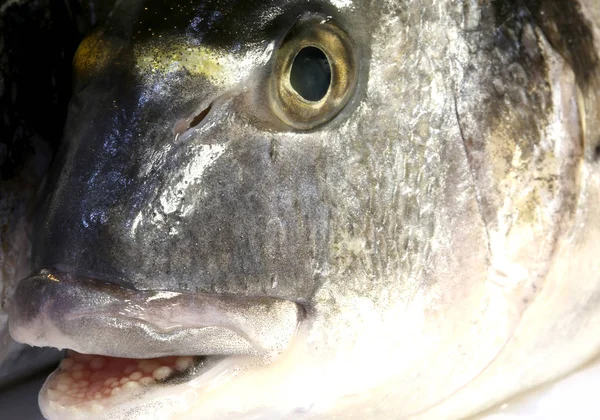 Bream com a boca aberta apenas pegou — Fotografia de Stock