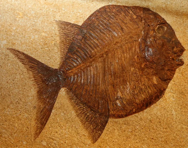 Big extinct fish fossil stuck in the rocks for millions of years — Stock Photo, Image