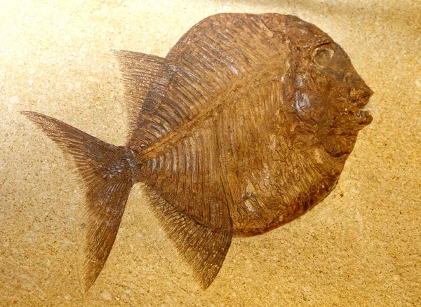絶滅した化石魚が岩で立ち往生 — ストック写真