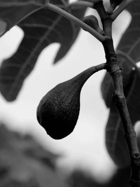 Black fig on the tree fig with large leaf — Stock Photo, Image