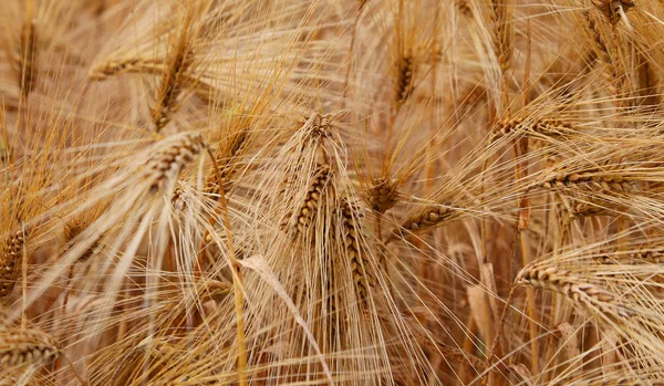 보 리 밭에서 숙성 하는 동안 밀의 귀 — 스톡 사진