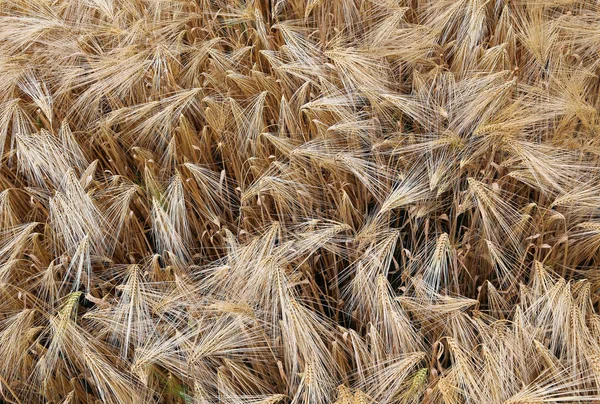 Bakgrund av nästan mogna öron av vete — Stockfoto