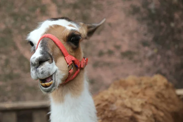 Llama laughing with yellow teeth and a long neck — Stock Photo, Image