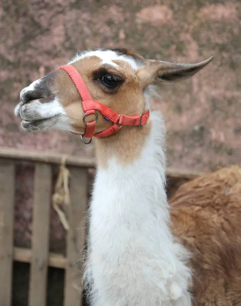 Muzzle of a llama with long neck — Stock Photo, Image