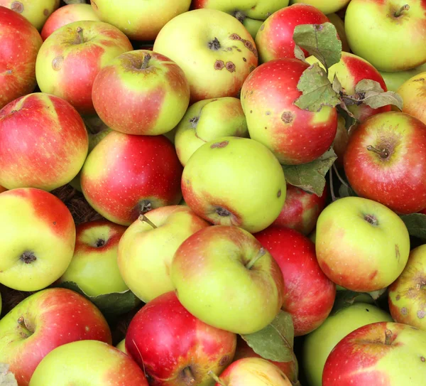 Pozadí červené a žluté bio jablek — Stock fotografie