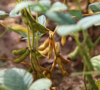 bakla soya alanıyla yaz