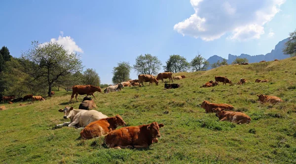 Muitas vacas pastando no planalto perto dos Alpes no verão — Fotografia de Stock