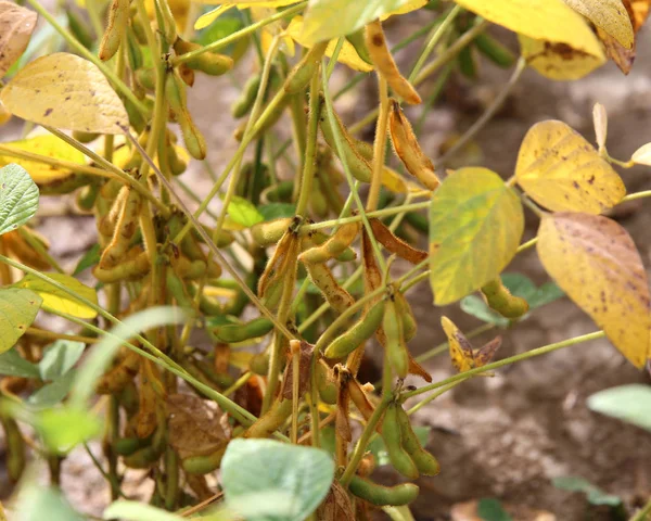 Pods with soybean field in late summer — Stock Photo, Image