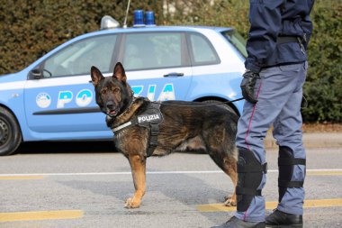 Vicenza, VI, İtalya - 28 Ocak 2017: Alman çoban polis ne
