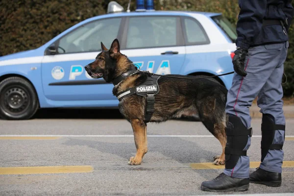 Vicence, VI, Italie - 28 janvier 2017 : La police de berger allemande fait — Photo