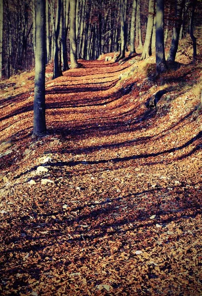 Gevallen bladeren in de herfst boven het pad in het bos — Stockfoto