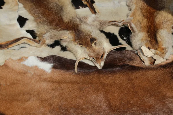 Peles de raposa com a cabeça para venda em artigos de couro artesanais — Fotografia de Stock