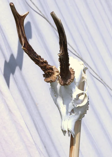 Lebka zvířete s rohy — Stock fotografie