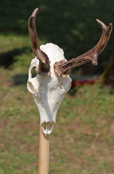 Cranio di un animale con le corna — Foto Stock