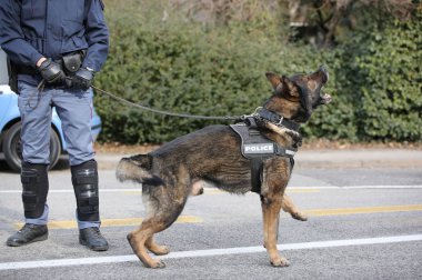 şehirde bir anti-terör denetimi sırasında polis köpek kabuk