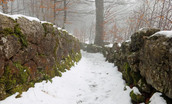 Гірська стежка взимку в лісі зі снігом — стокове фото