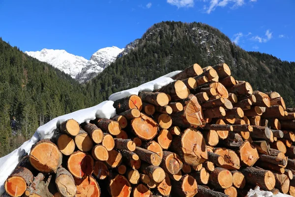 Holzstapel mit großen Stämmen, die von Holzfällern in den Bergen gefällt wurden — Stockfoto