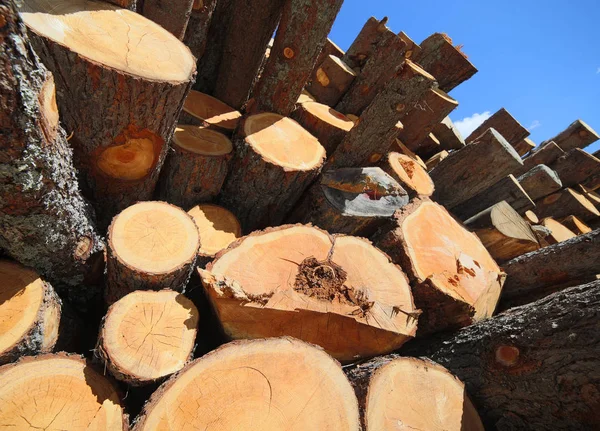 Holzstapel mit großen Stämmen, die von Holzfällern in den Bergen geschlagen wurden — Stockfoto