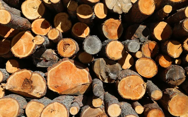 Holzstapel mit großen Stämmen, die von Holzfällern in den Bergen geschlagen wurden — Stockfoto