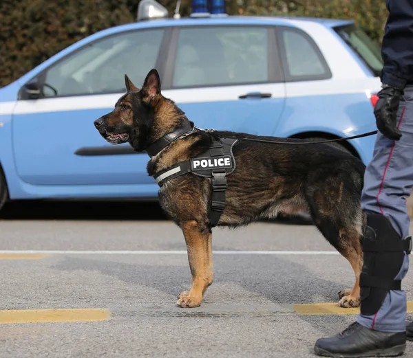 Police dog to hunt down drug dealers or to detect explosives — Stock Photo, Image