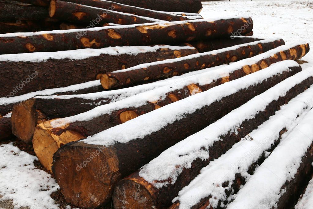 many cut wooden logs in the winter under the snow