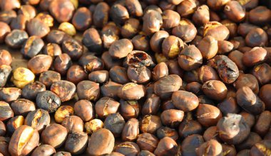 Satılık piyasada birçok olgun kestane