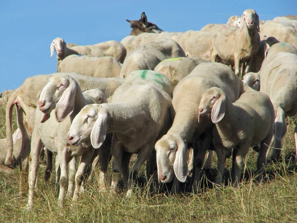 Fåren med lång vit fleece betar på ängar — Stockfoto