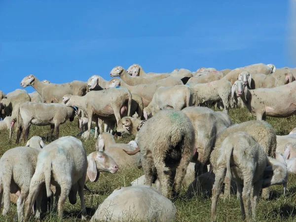 Flock med många får med lång vit fleece betande på berget — Stockfoto