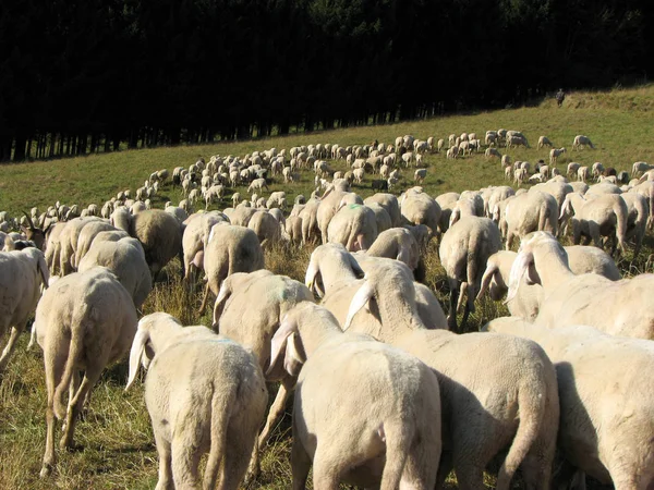 Flock med många får med lång vit fleece betande på berget — Stockfoto