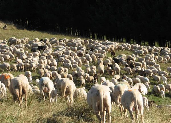 Flock med många får med vit fleece och betar på berget mead — Stockfoto