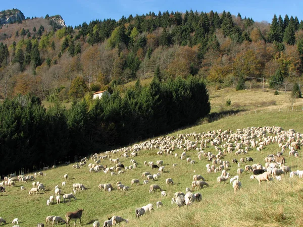 Flock with many sheep with white fleece grazing on mountain — Stock Photo, Image