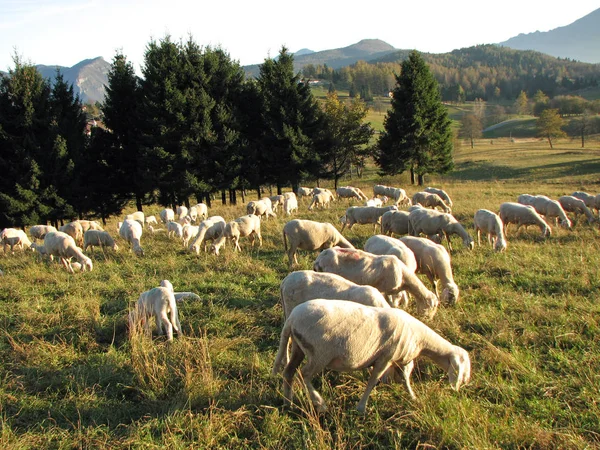 Rebaño con muchas ovejas con vellón blanco largo pastando en la montaña —  Fotos de Stock