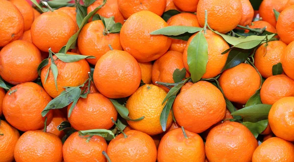 Organic mandarins and orange clementines with peel untreated wit — Stock Photo, Image