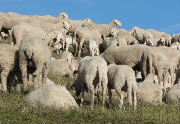 Flock med många får med lång vit fleece betande — Stockfoto