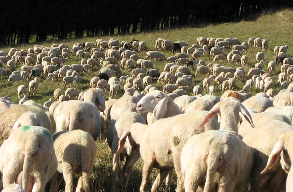 Schafherde mit vielen Schafen mit langem weißen Vlies — Stockfoto