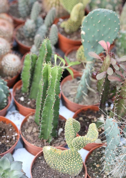 Molte piante di cactus in vendita nella serra — Foto Stock