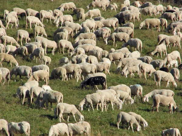 Flock med många får med lång vit fleece betande på berget — Stockfoto