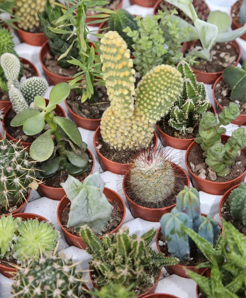 Plantas de cactus en venta en el invernadero — Foto de Stock
