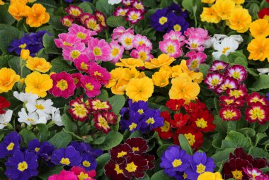 birçok renkli campanula'lar arka plan