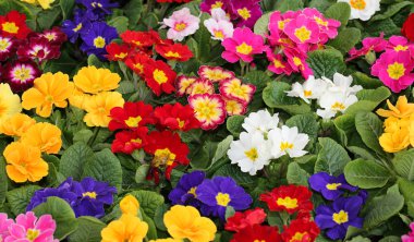 many primroses by many staining clipart