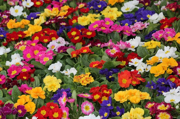 Veel kleurrijke Primula in het vroege voorjaar — Stockfoto