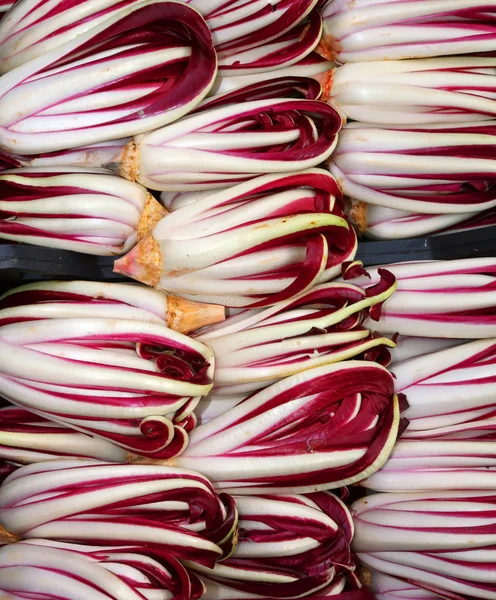 Chicória vermelha chamada Radicchio Rosso di Treviso na Itália para venda — Fotografia de Stock